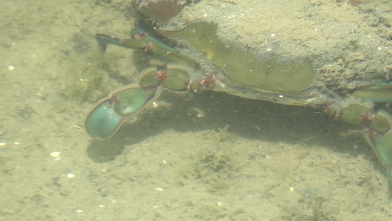 Close crab with colored legs on sand underwater.