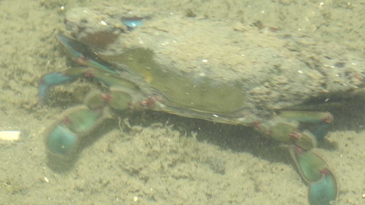 A crab crosses the sandy bottom in Guerrero Negro, Baja California Sur, with turquoise-blue claw tips and reddish joints visible through slightly hazy water, and no visible people.