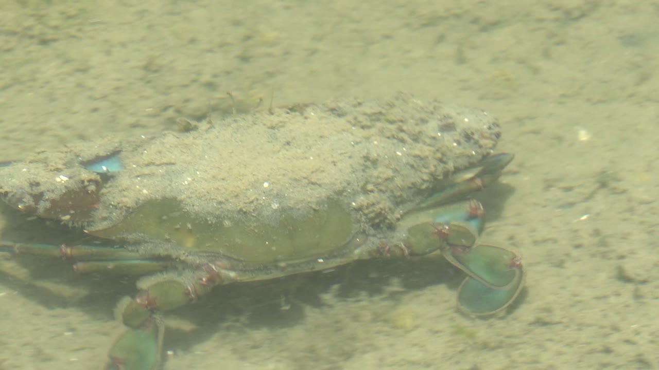 At 0:00, a crab in Guerrero Negro, Baja California Sur rests low over a sandy seabed with blue-green claws visible and no visible people.
