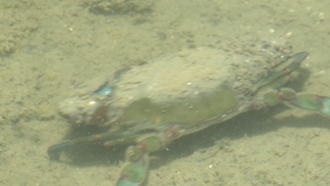 Crab crawling across pale sand underwater.