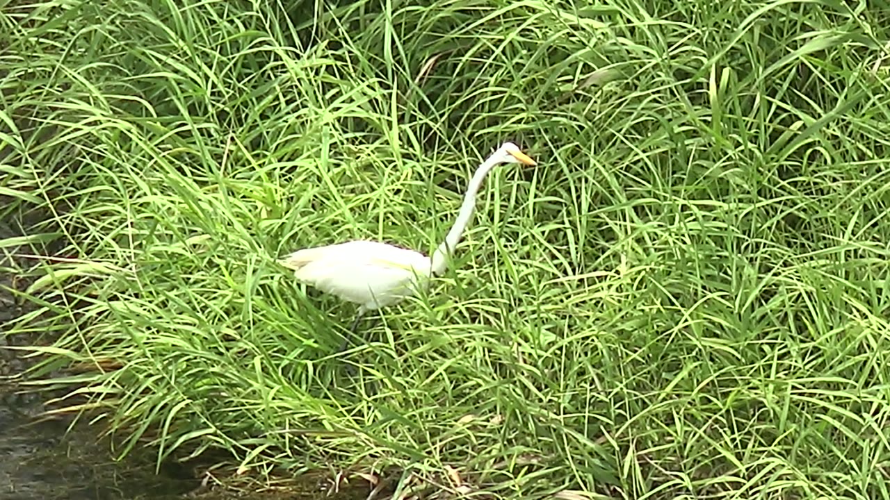 At the start of the Mulege clip, a white heron stands low in tall green grass near dark water, with no visible people.