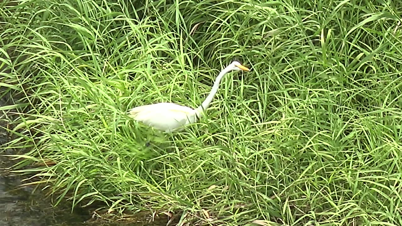 White heron with long neck among bright grass