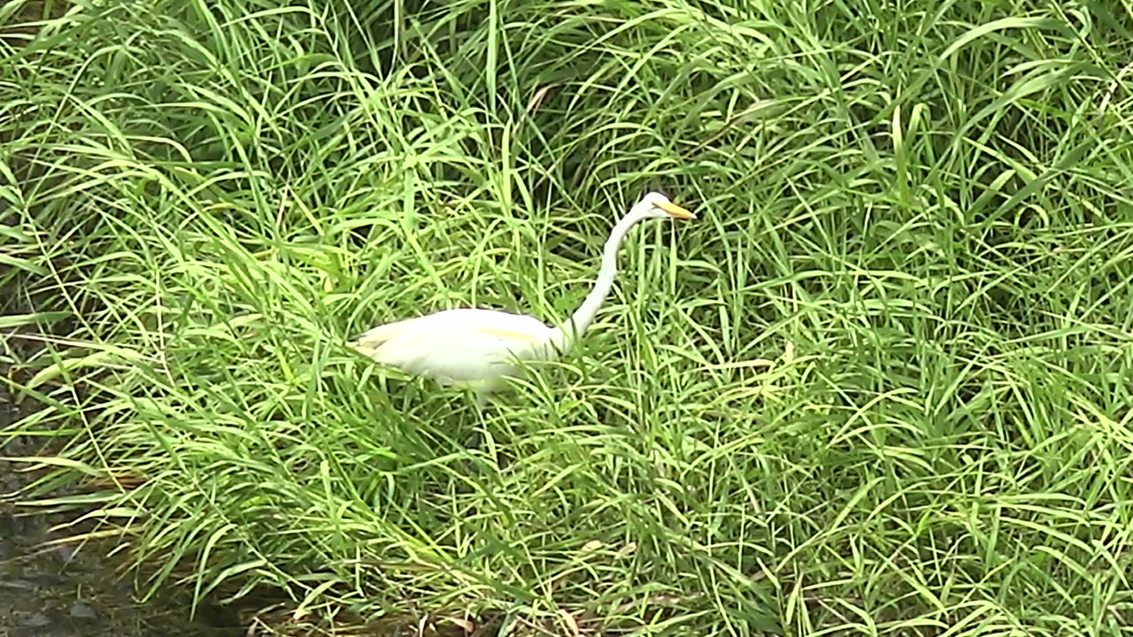 At 0:02, the heron remains partly screened by thick reeds and grass beside the water, with no visible people in the natural frame.