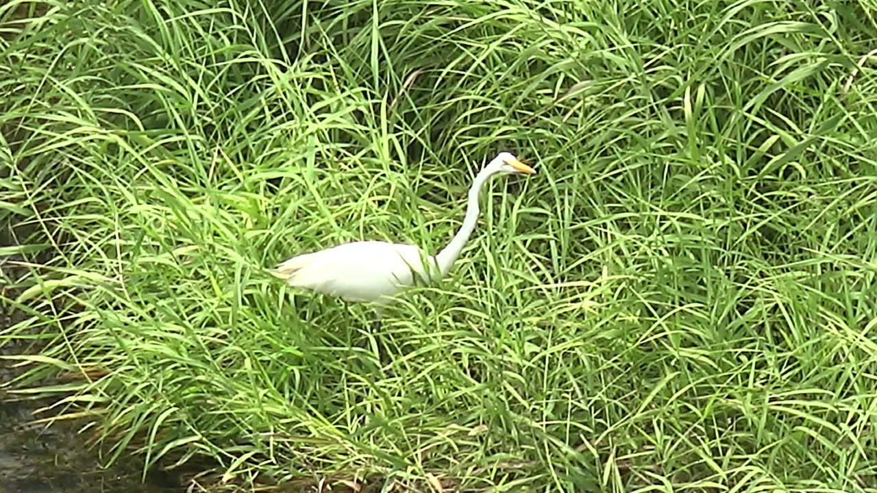 White heron leaning forward in grass near water