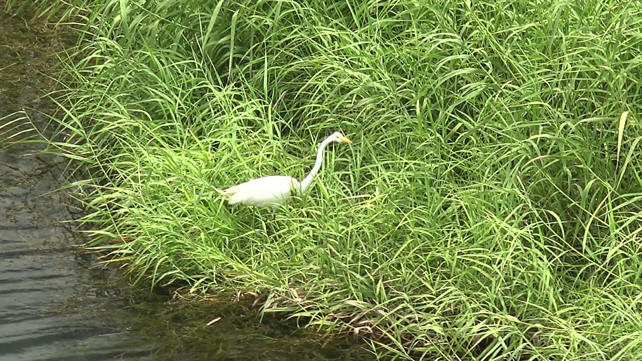 White heron stands near the left edge of dense green reeds beside dark water in Mulege, Baja California Sur, with no visible people.