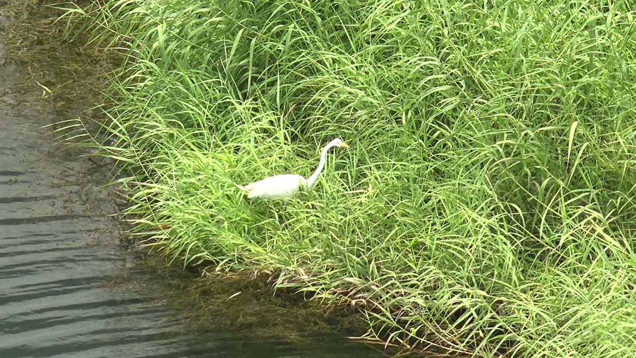 White heron in grass at the edge of a narrow water channel.