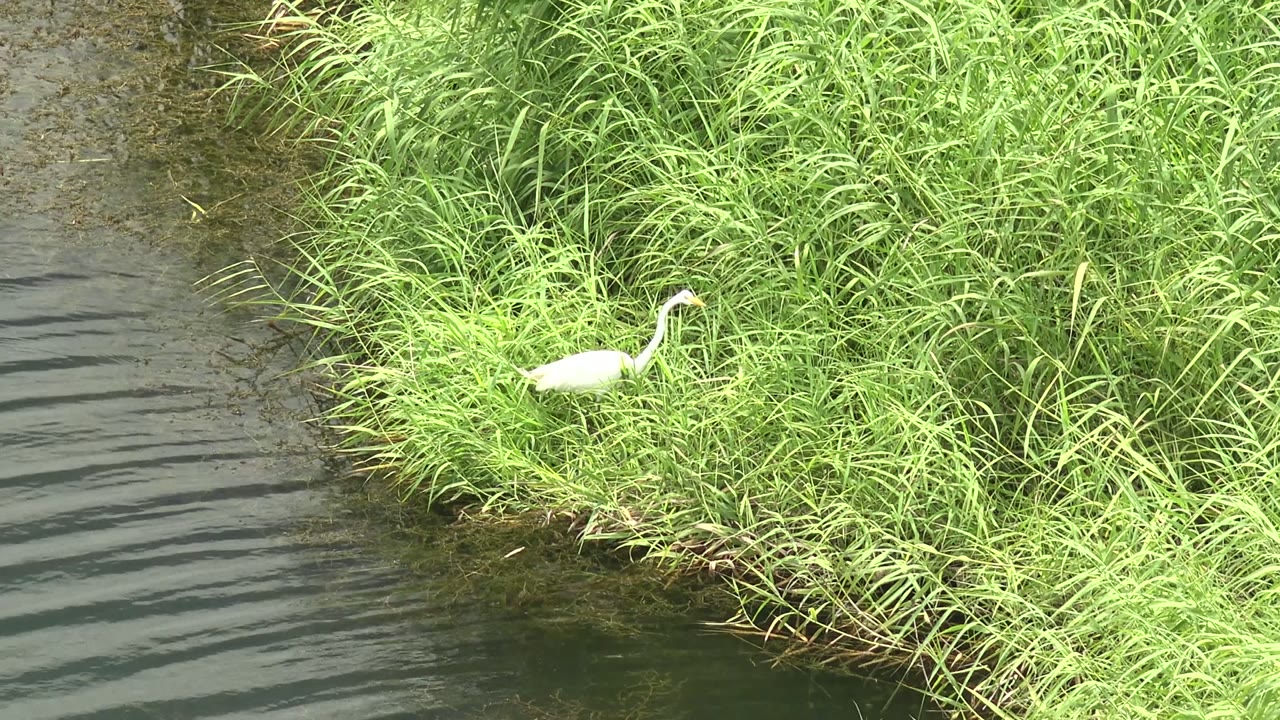 White heron stands slightly farther right in the reed bed as darker ripples pass along the water beside the Mulege bank, with no visible people.