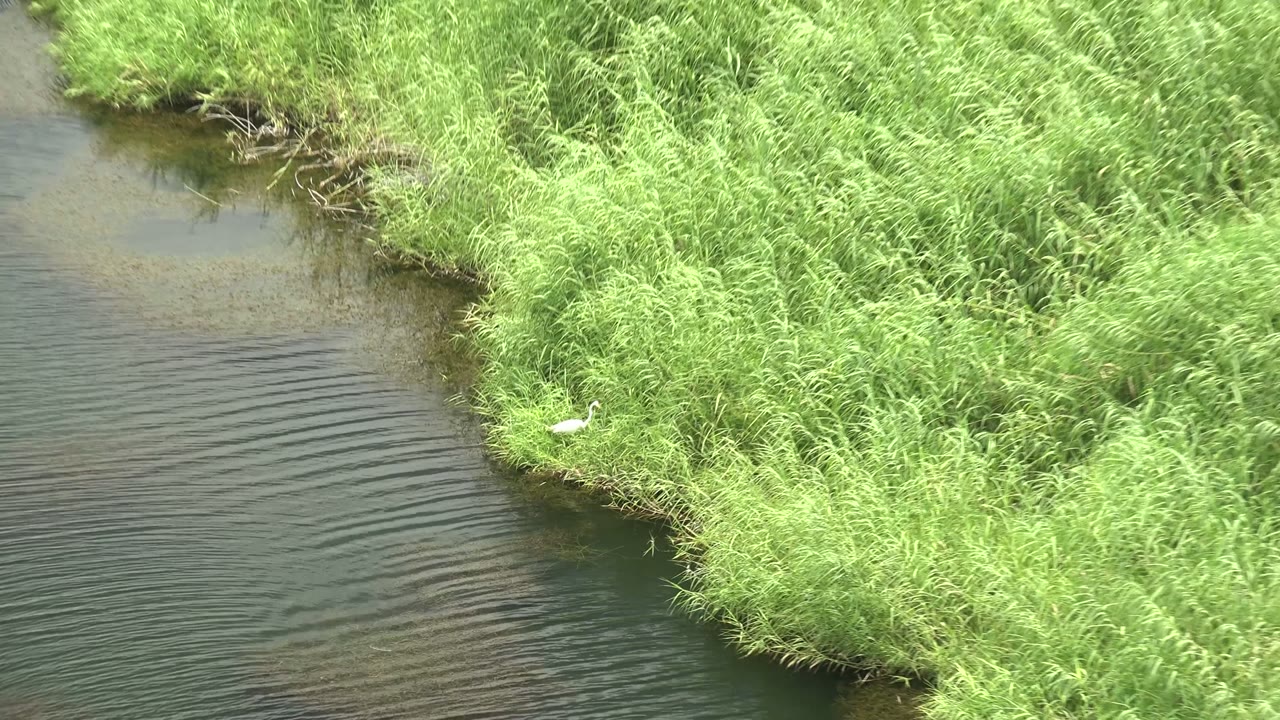 A white bird stands near dense green reeds along a rippling riverbank in Mulege, Baja California Sur, with no visible people.