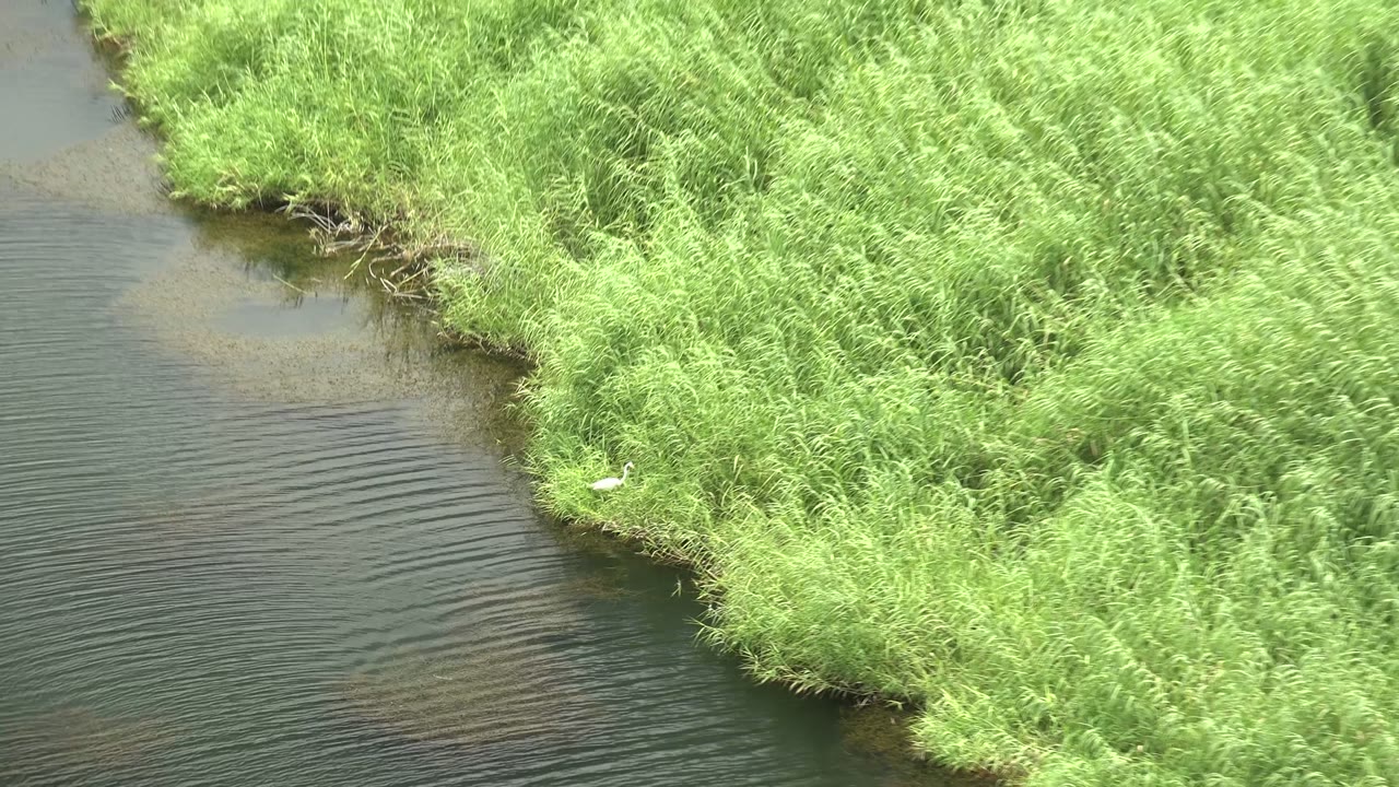 Green reed bank curves around rippling river water with a white bird near shore