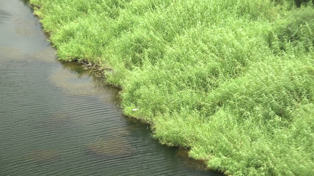 A reed-covered bank fills most of the frame while the white bird sits partly hidden near the waterline in Mulege, Baja California Sur, with no visible people.