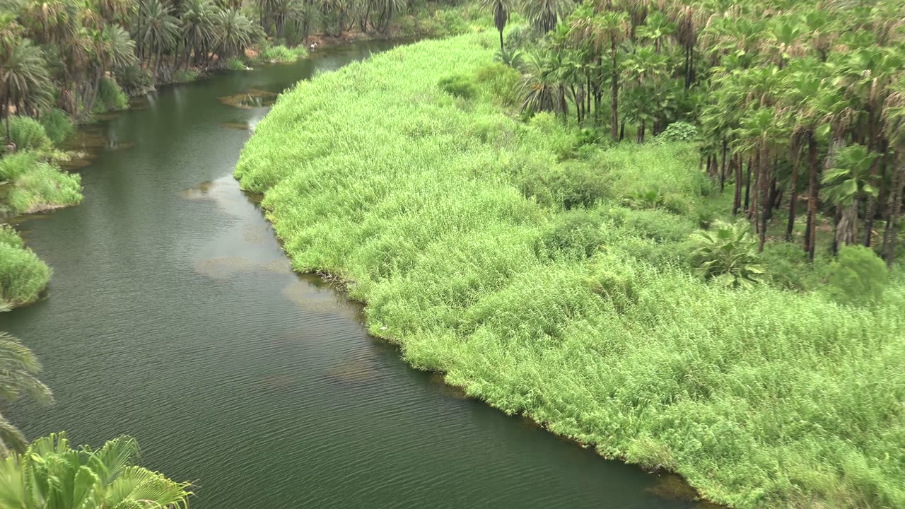 Elevated view of a dark green river curving past dense reeds and palm trees in Mulege, Baja California Sur, with no visible people.