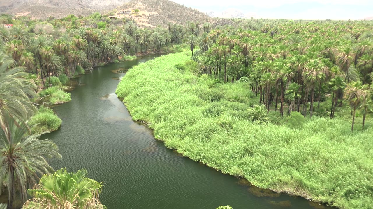 The river narrows through a palm-lined bend in Mulege, Baja California Sur, with dry hills in the distance and no visible people.