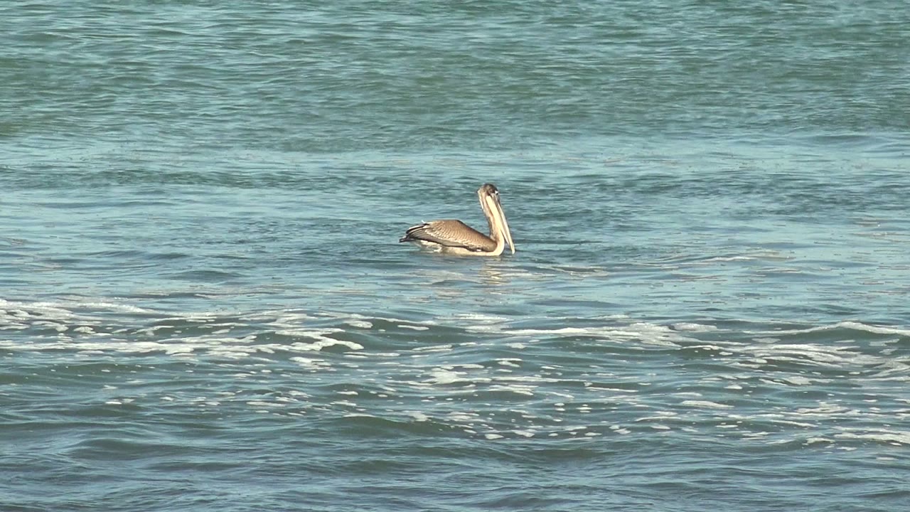 A pelican floats left of center on blue-green ocean water in La Bocana, Baja California Sur, with a pale foam band crossing behind it and no visible people.