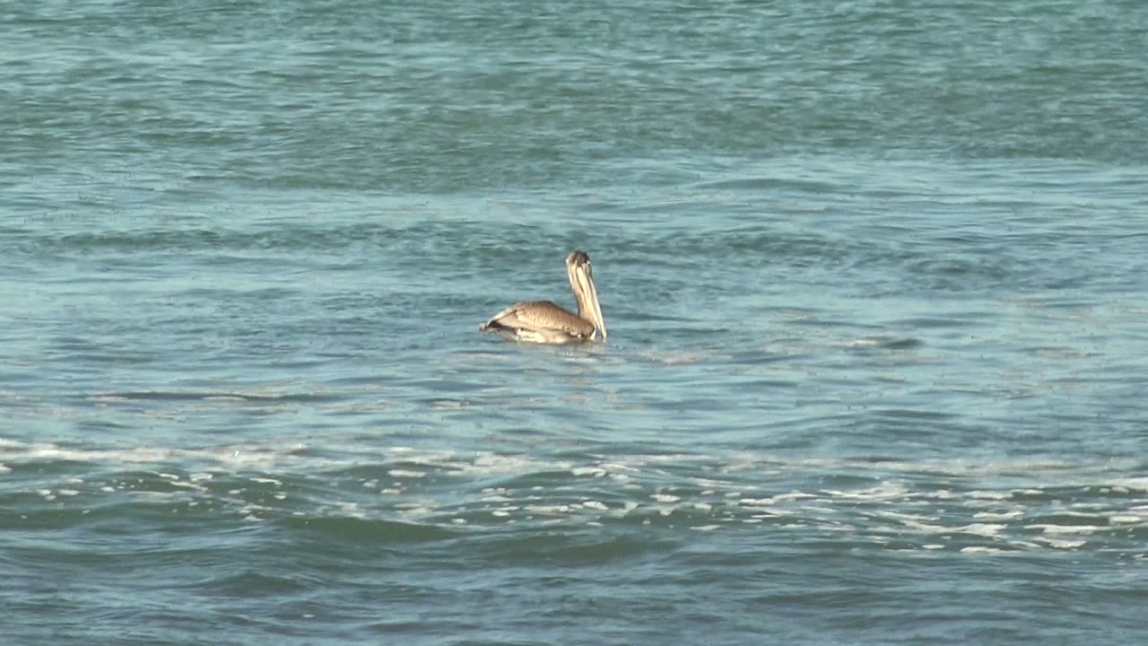 Pelican swimming on calm ocean water with small ripples around it.