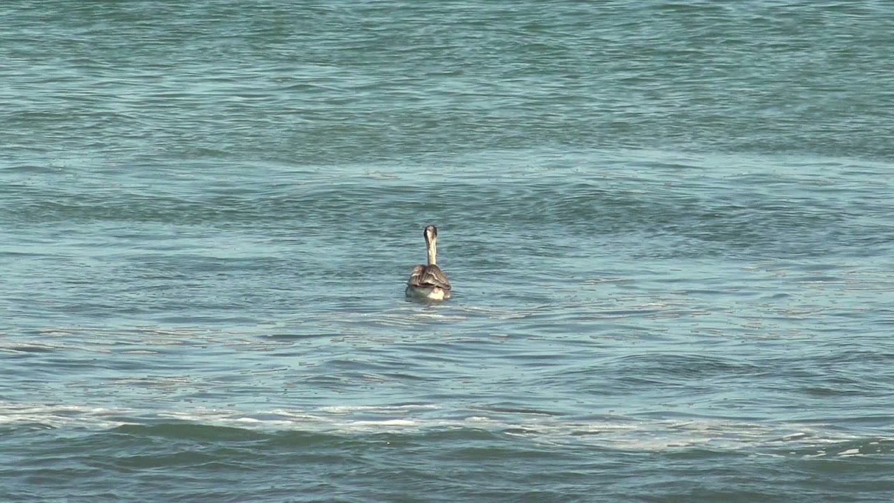 A pelican sits farther right in the wide La Bocana water frame, with darker wave texture below it and lighter blue water behind it, and no visible people.