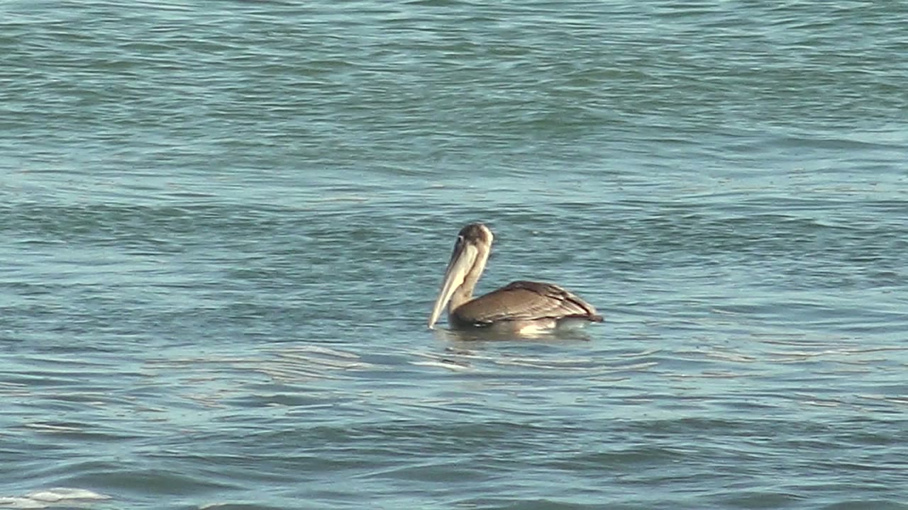 A pelican floats low on blue-green ocean water at La Bocana, Baja California Sur, with no visible people in the frame.