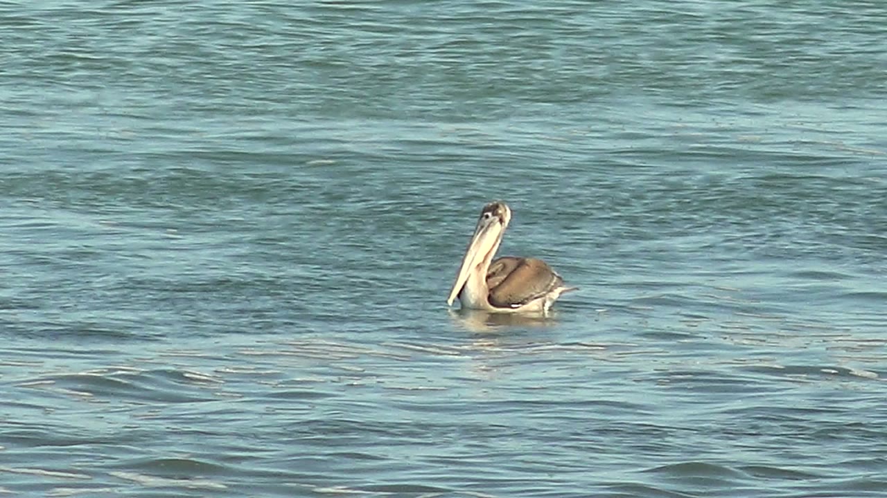 Pelican upright on rippled coastal water
