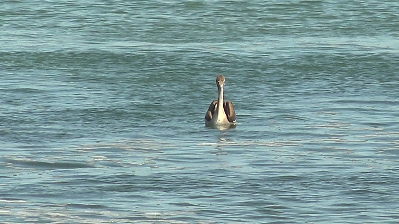 A forward-facing pelican rests in the open water at La Bocana, Baja California Sur, with small waves behind it and no visible people.