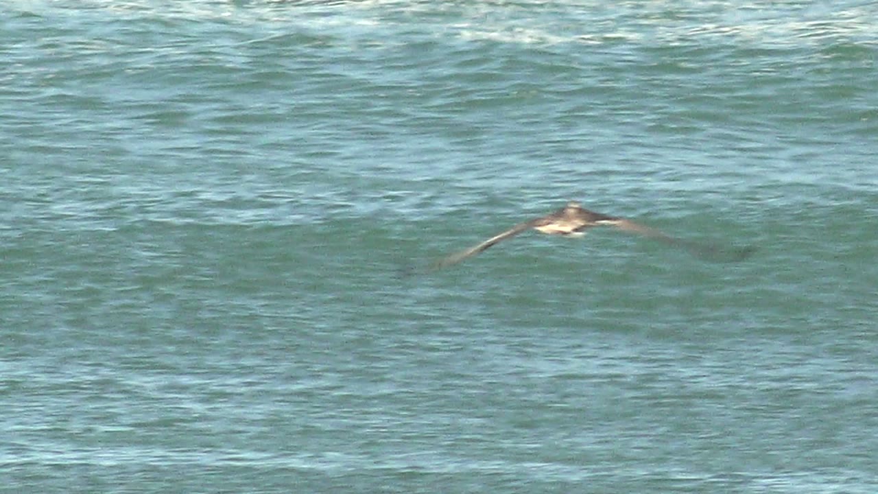 A seabird flies low over blue green ocean water in La Bocana, Baja California Sur, with white foam bands behind it and no visible people.