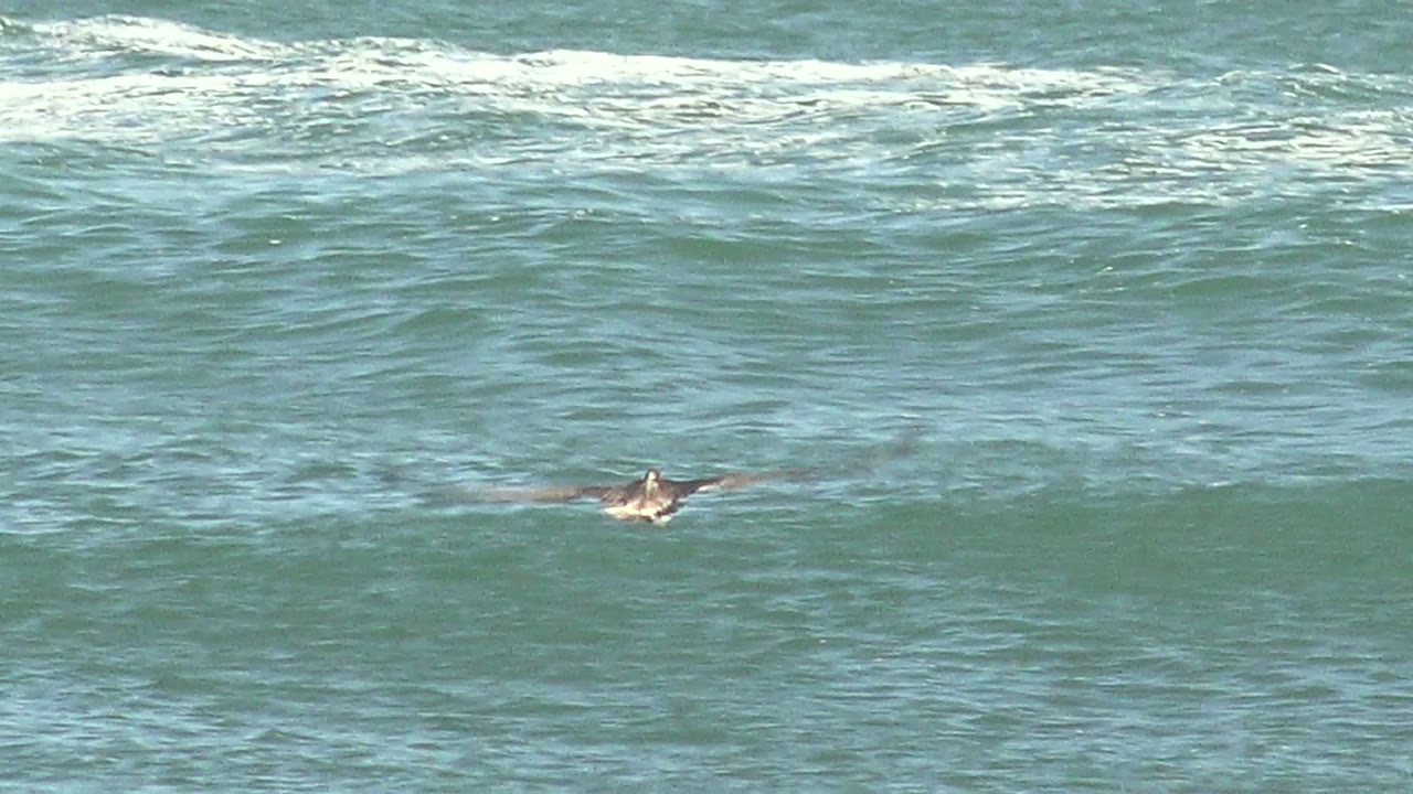 Seabird gliding across a rolling ocean swell.