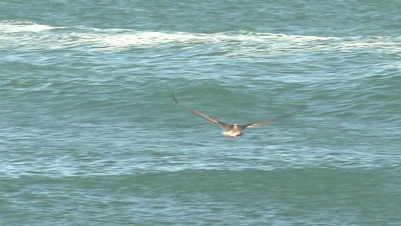 A seabird continues low over foamy blue water in La Bocana, Baja California Sur, with its wings spread near the center of the frame and no visible people.