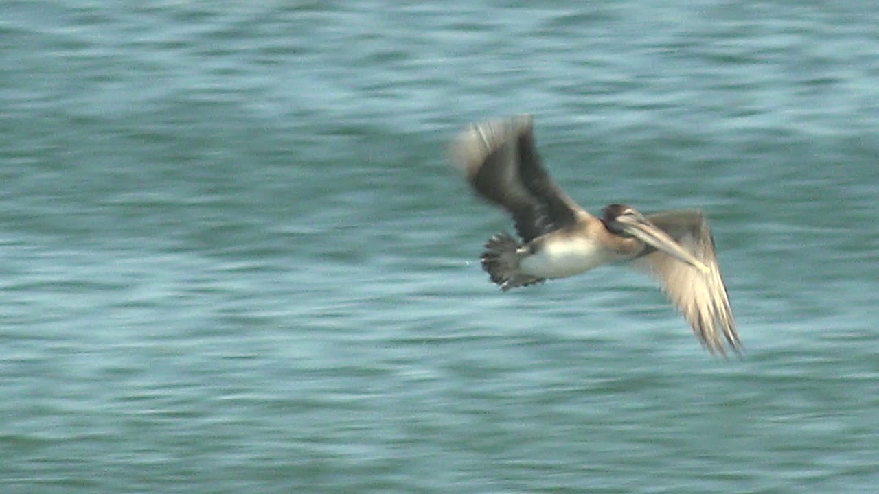 A seabird flies low over the blue-green ocean surface in La Bocana, Baja California Sur, with wings raised and no visible people.