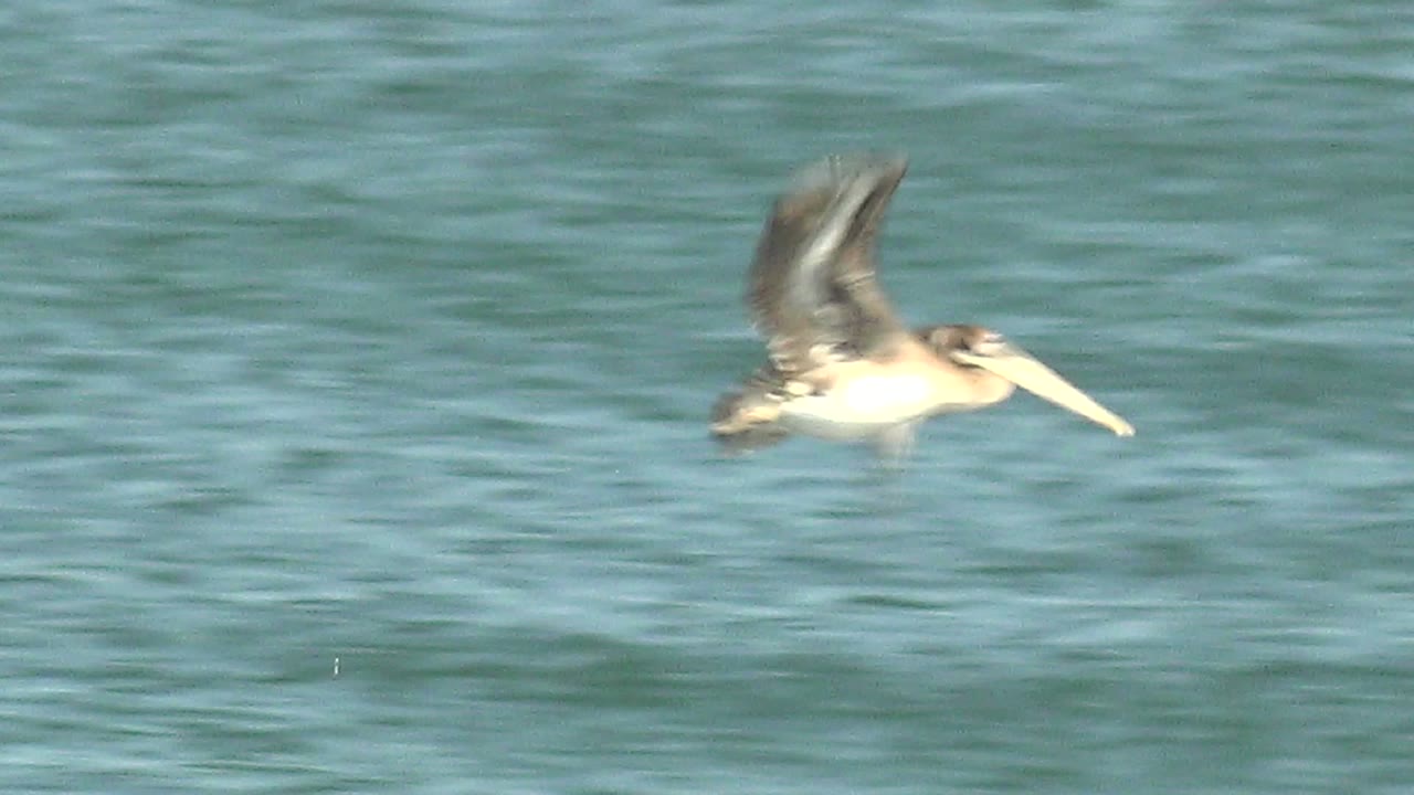 Seabird crossing open water with wings in motion