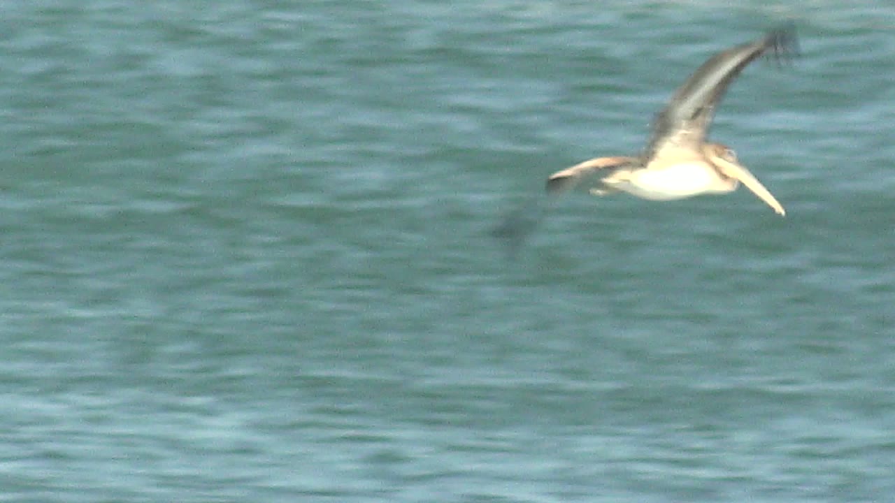 A seabird glides above textured blue water in La Bocana, Baja California Sur, with pale body highlights and no visible people.