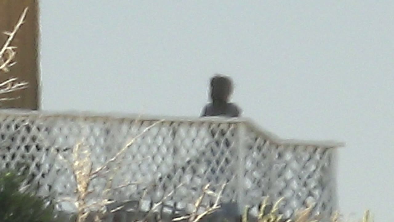At the start of the La Bocana clip, a distant person stands behind a white lattice balcony beside part of a tan house, with blurred brush in the lower frame.