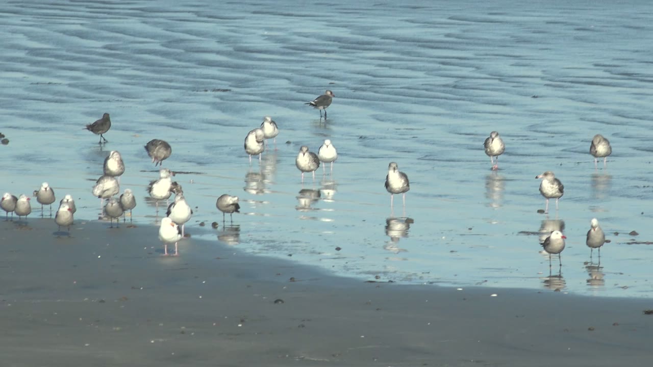 A wide group of shorebirds stands in reflective tidal water at La Bocana, Baja California Sur, with no visible people in the frame.