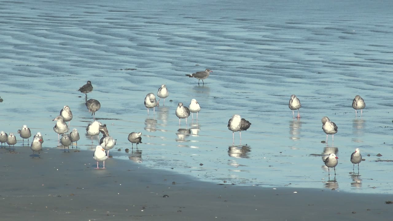 Flock of shorebirds on wet sand with rippled water behind them.