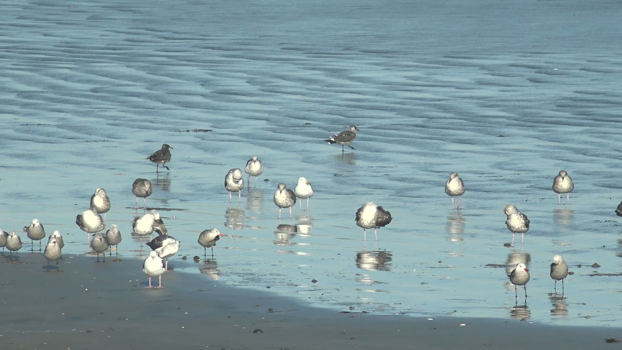 The flock stands near a pale wave edge in shallow water at La Bocana, Baja California Sur, with scattered birds across the frame and no visible people.