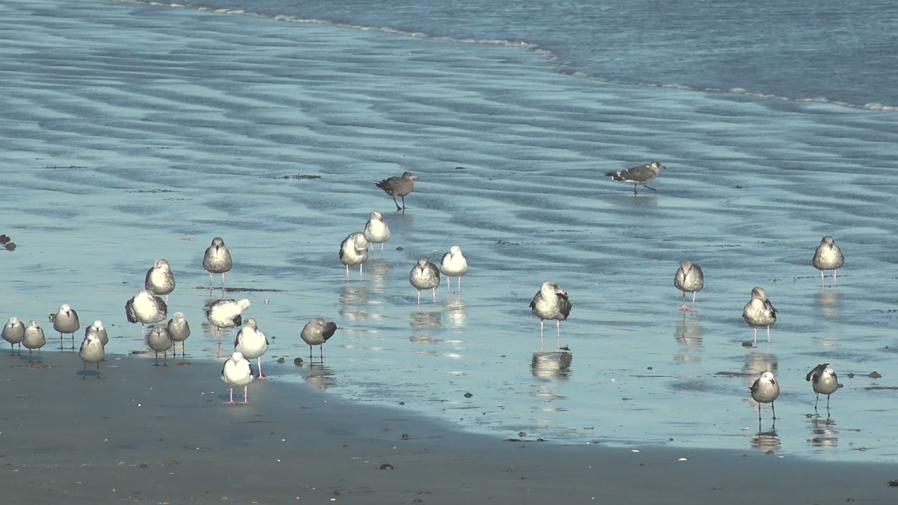 Seagulls gather on reflective wet sand at La Bocana, Baja California Sur, with shallow rippled water behind them and no visible people.