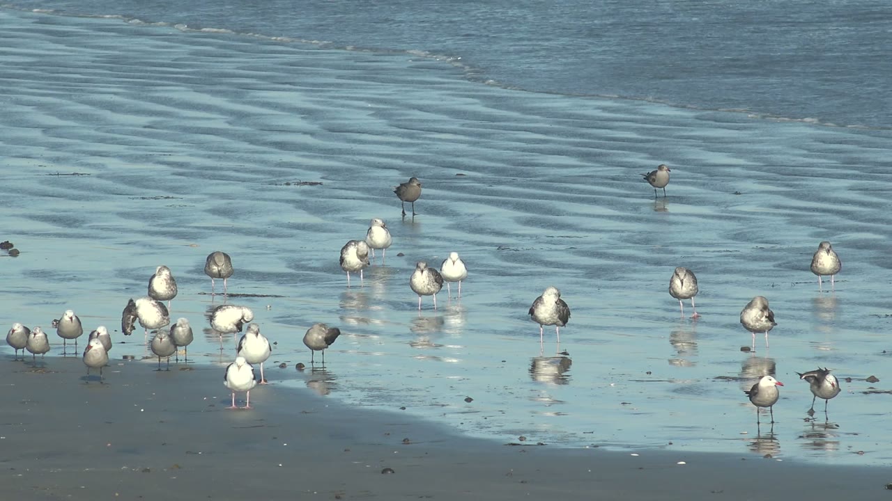Seagulls clustered near the edge of shallow coastal water.