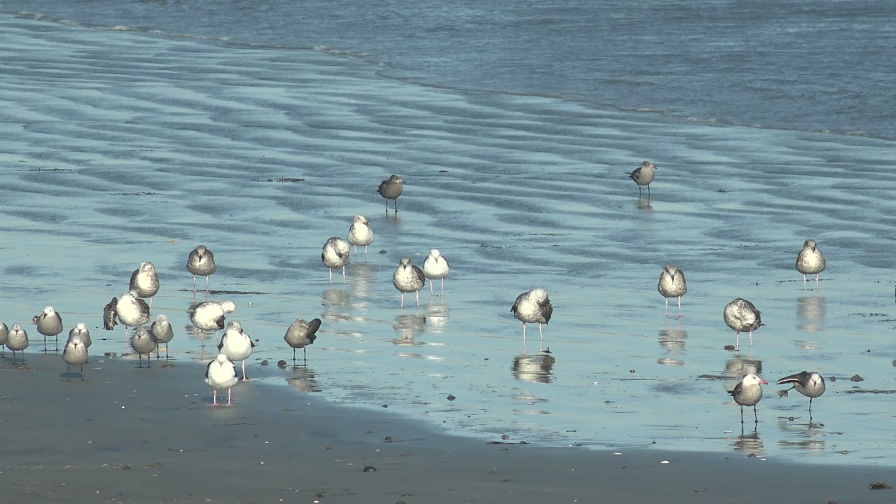Seagulls remain scattered across reflective wet sand in La Bocana, Baja California Sur, while shallow rippled water fills the background and no visible people appear.