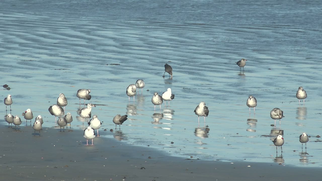At La Bocana, Baja California Sur, white and gray seagulls and darker shorebirds stand scattered across wet sand and pale blue shallow water, with no visible people.