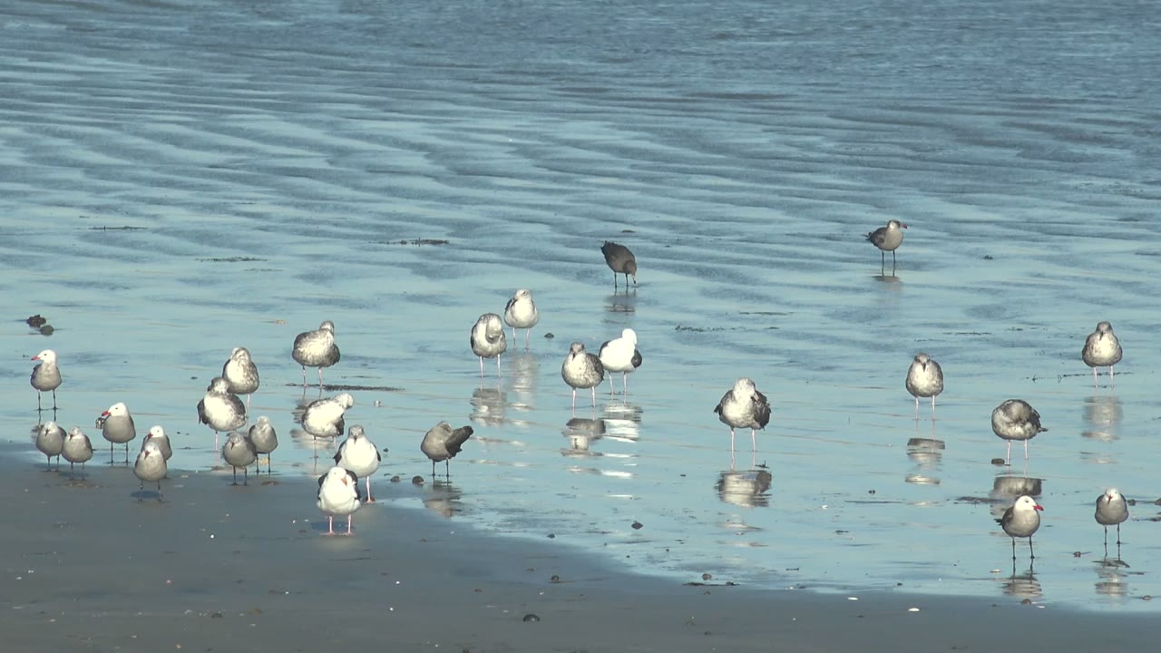 Seabirds spaced across wet sand with rippled water behind them.