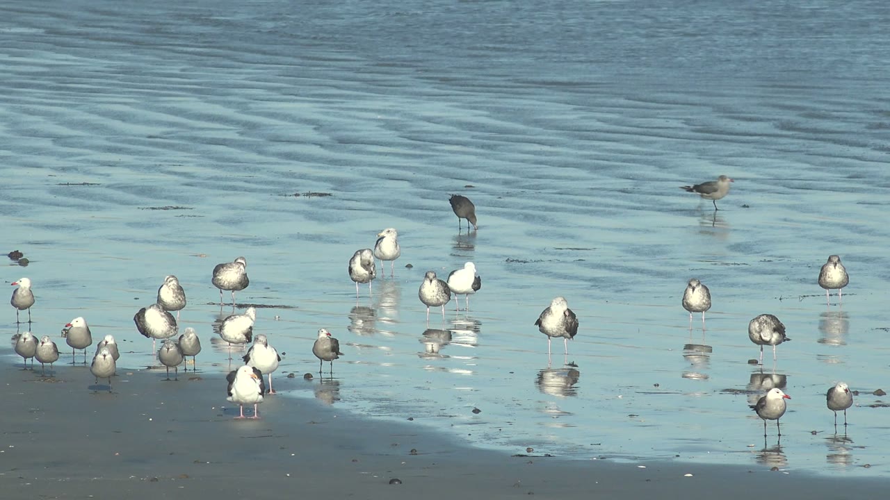 At La Bocana, Baja California Sur, several white gulls cluster near the center while gray shorebirds stand farther back in the shallow water, with no visible people.