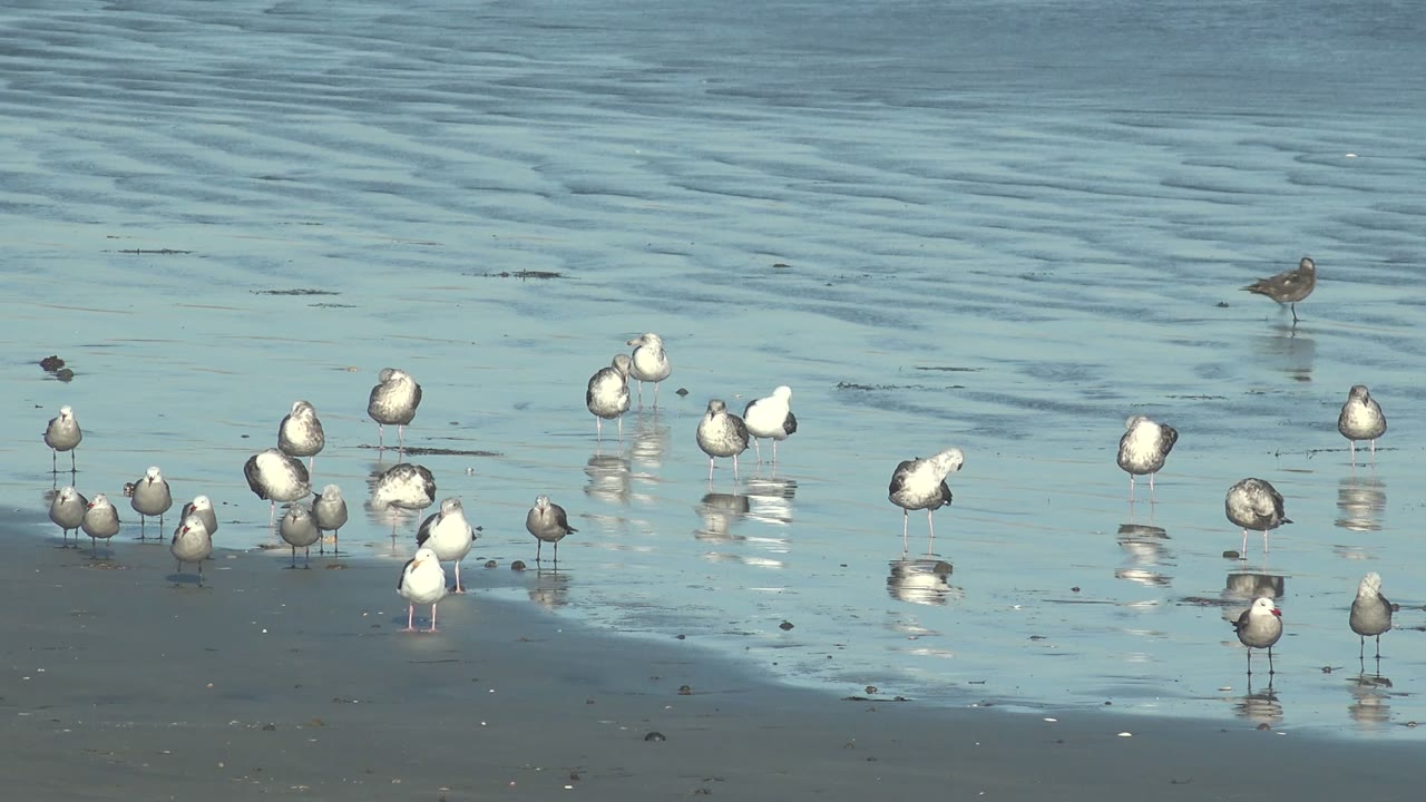 Seagulls gather on reflective wet sand at La Bocana, Baja California Sur, with rippled blue water behind them and no visible people.