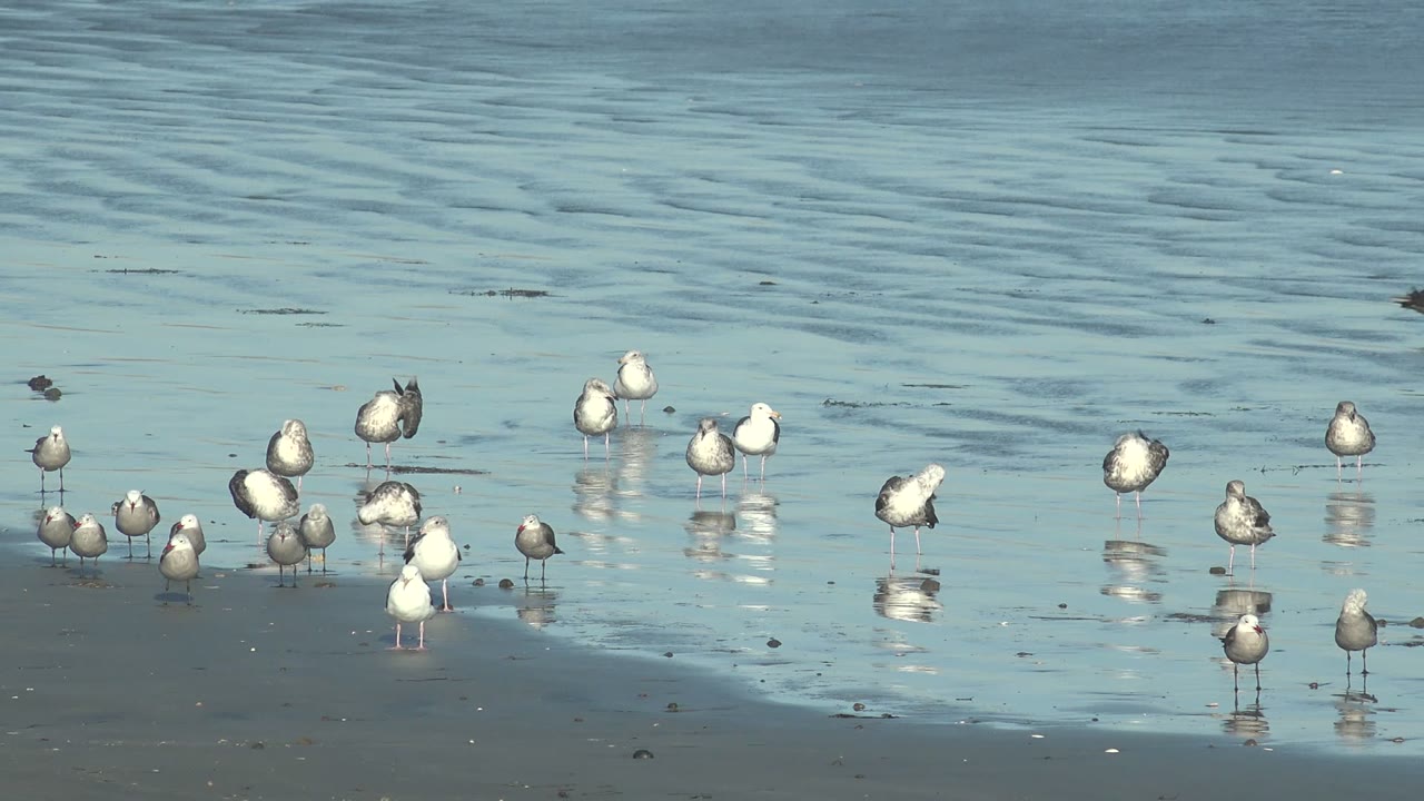 Cluster of seagulls on wet shoreline sand with rippled water behind.