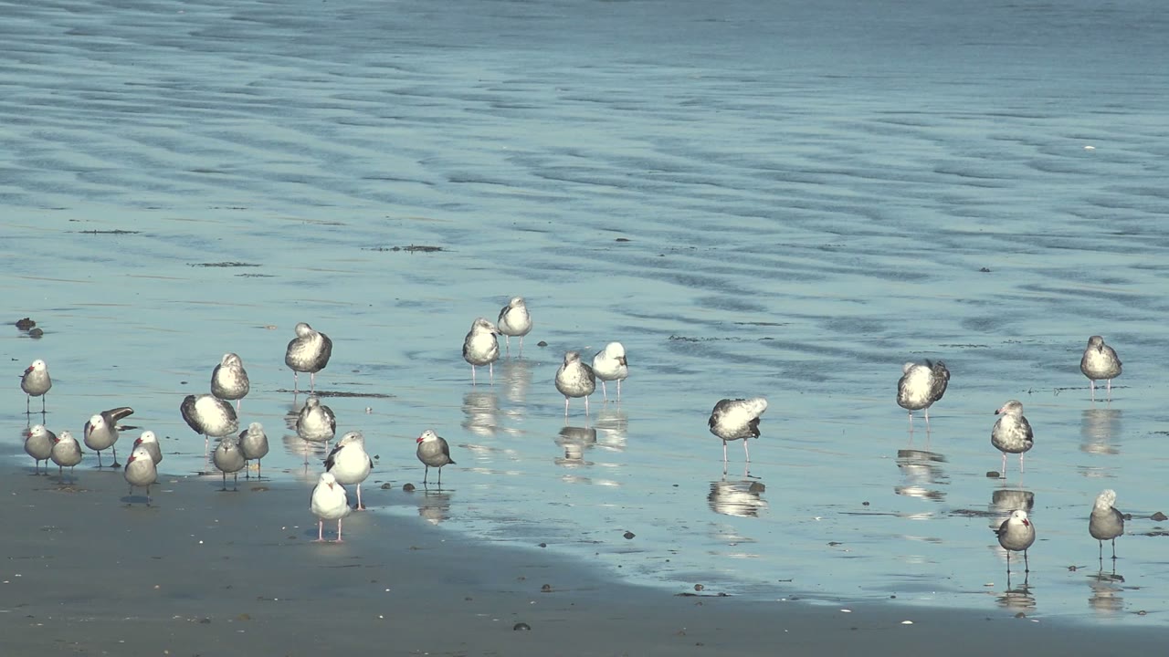 Seagulls stand more evenly spaced across reflective wet sand in La Bocana, with calm blue water behind them and no visible people.