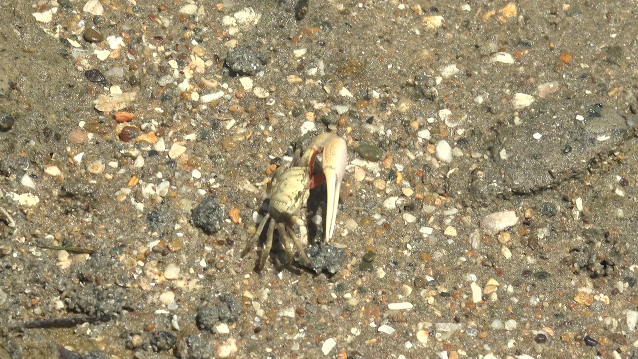 At 0:00, a small crab with a pale enlarged claw stands on pebbled wet sand in Guerrero Negro, Baja California Sur, Mexico, with no visible people.