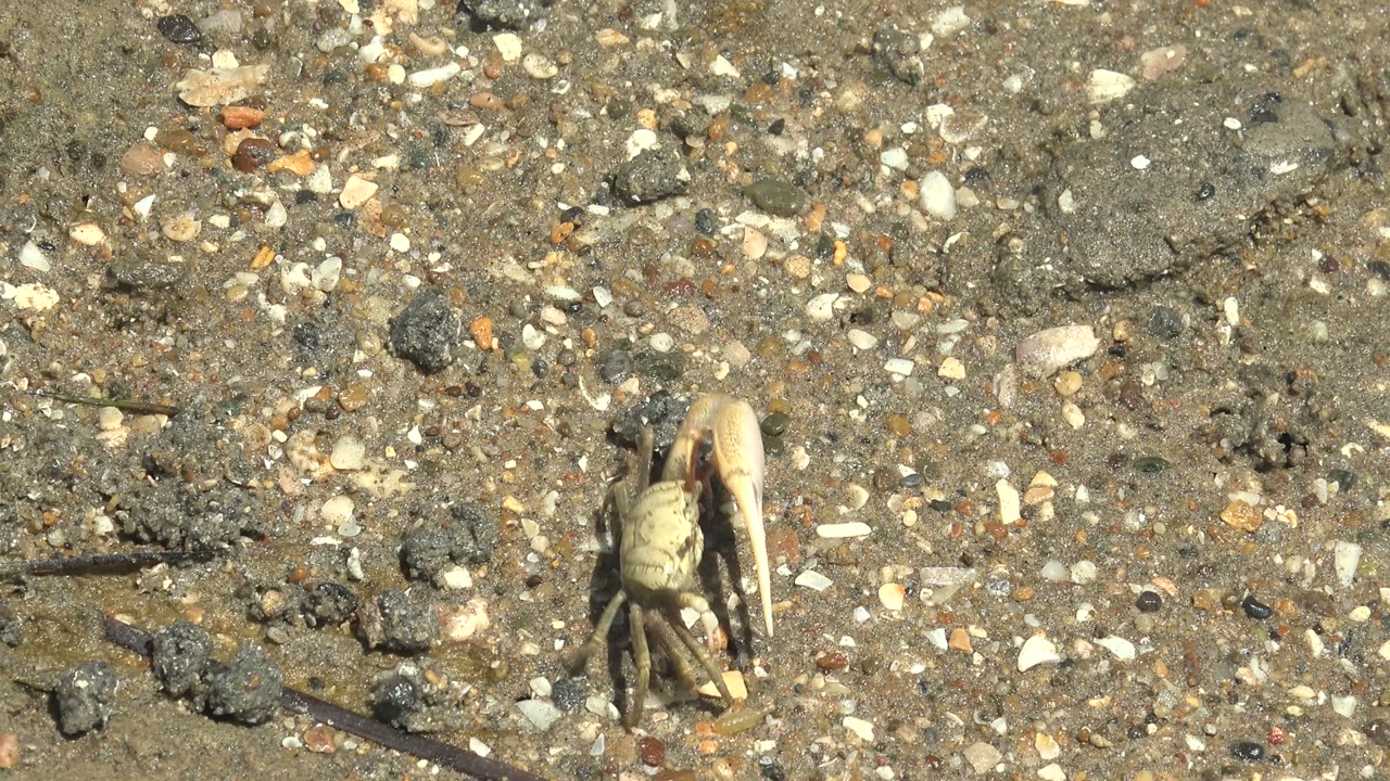 At 0:01, the crab is more centered on the sandy pebble surface in Guerrero Negro, Baja California Sur, Mexico, beside a thin dark plant stem and with no visible people.