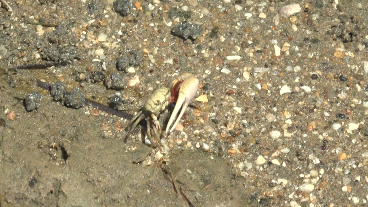 At 0:02, the crab appears near the right side of a damp smooth sand patch in Guerrero Negro, Baja California Sur, Mexico, with pebbles around it and no visible people.
