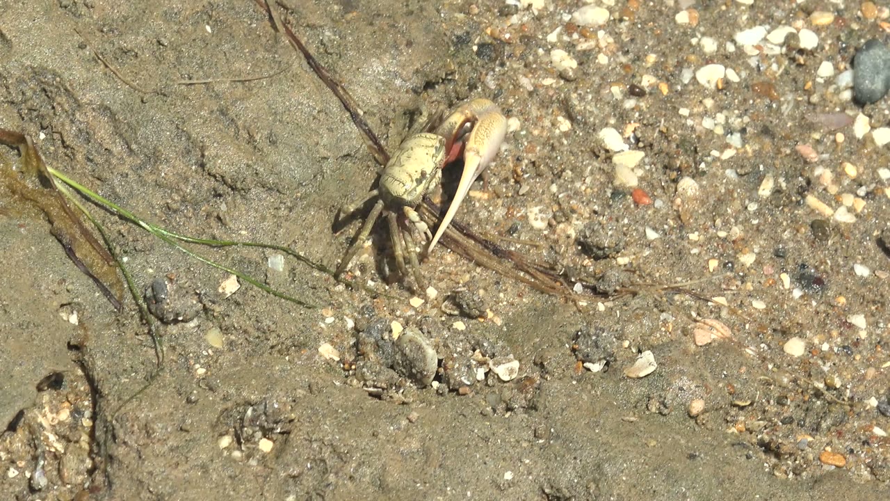 At 0:00, a small pale crab stands on wet pebbly sand in Guerrero Negro, Baja California Sur, with shell fragments, thin plant debris, and no visible people.