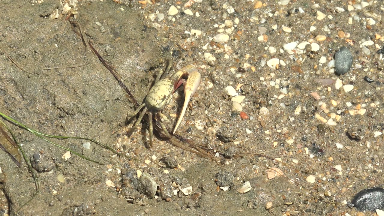 Crab crossing sand near shells and a dark pebble