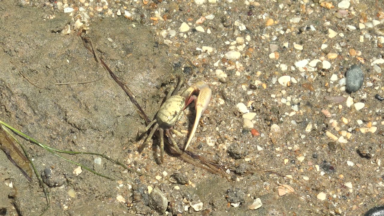 At 0:02, the crab remains near the upper part of the sandy frame in Guerrero Negro, with brown plant debris crossing the pebbles and no visible people.