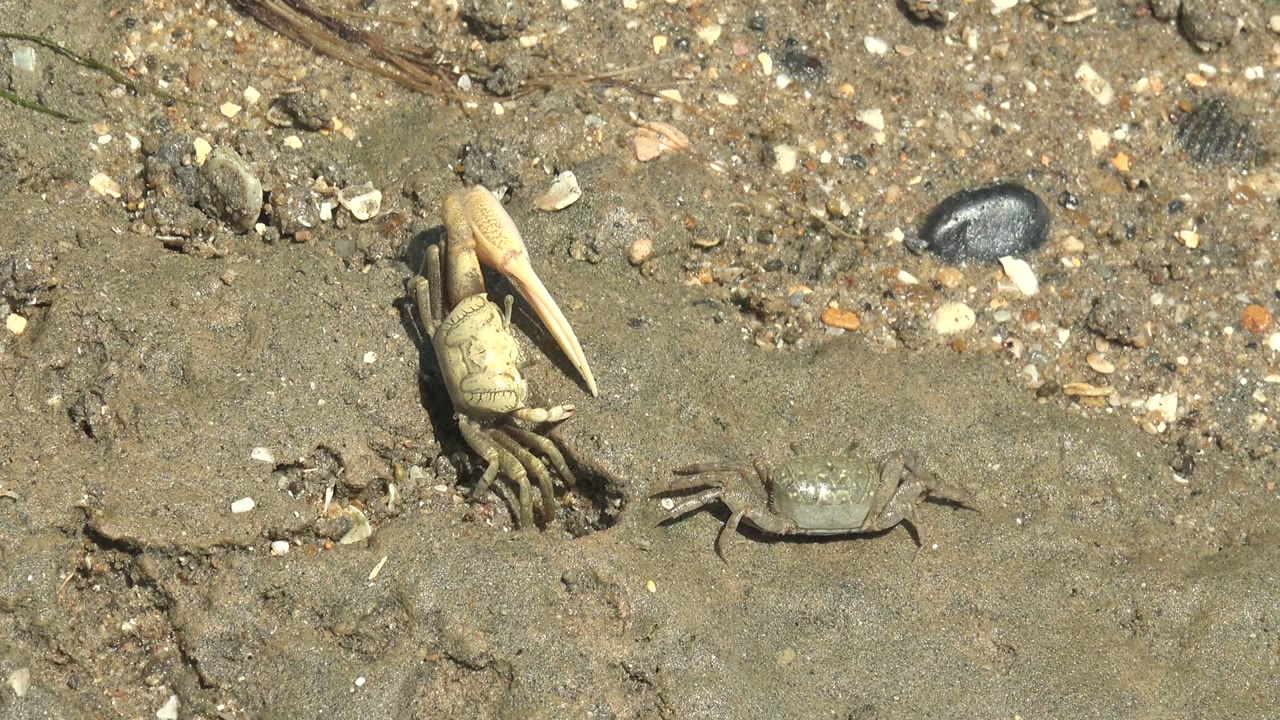 Two fiddler crabs on wet pebbled sand in Guerrero Negro, Baja California Sur, with the larger crab at left and no visible people.
