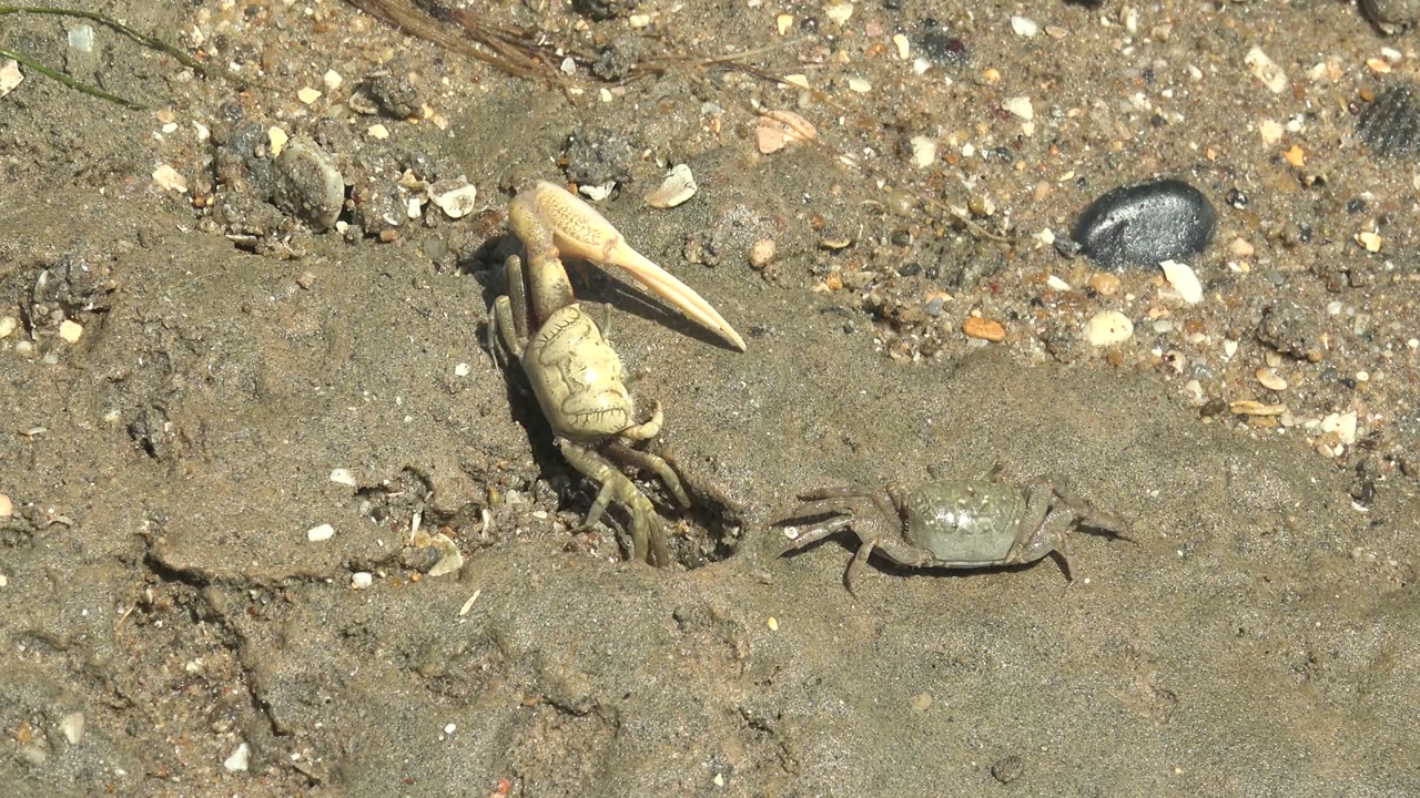 Large fiddler crab and smaller crab on beige-gray sand beside a dark stone.