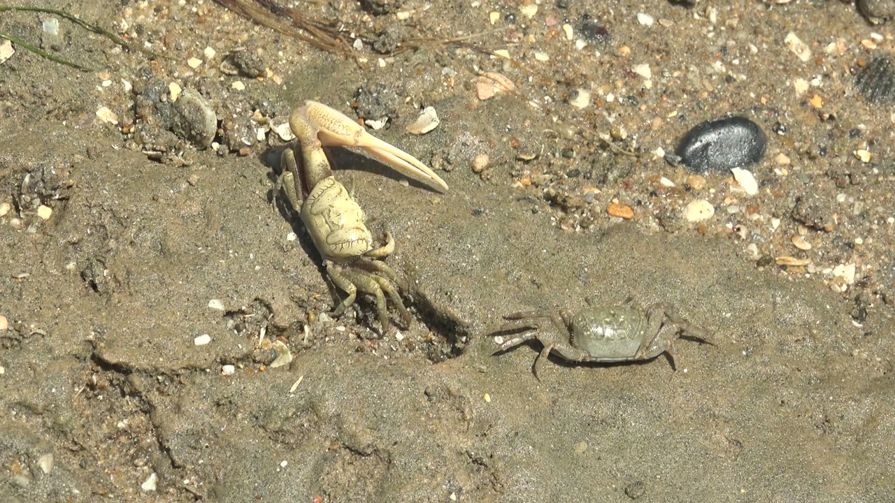 Two fiddler crabs remain on a bright sandy patch in Guerrero Negro, Baja California Sur, with the larger crab slightly shifted and no visible people.